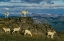 Picture of HERD OF DALL RAMS AND EWES GRAZE ON RIDGE-DENALI NATIONAL PARK-ALASKA