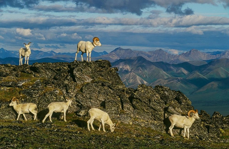 Picture of HERD OF DALL RAMS AND EWES GRAZE ON RIDGE-DENALI NATIONAL PARK-ALASKA