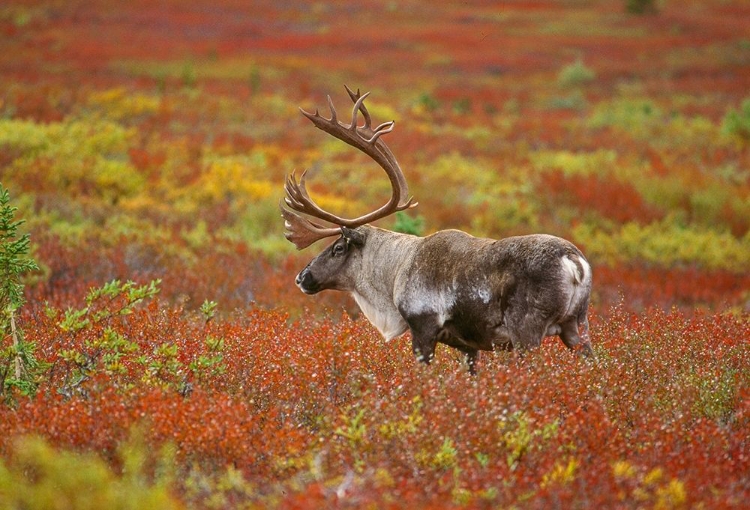 Picture of LARGE MALE CARIBOU WANDERING IN COLORFUL FALL TUNDRA-DENALI NATIONAL PARK-ALASKA