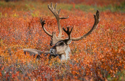 Picture of LARGE MALE CARIBOU IN RED FALL TUNDRA-EYE TO EYE WITH PHOTOGRAPHER-DENALI NATIONAL PARK-ALASKA
