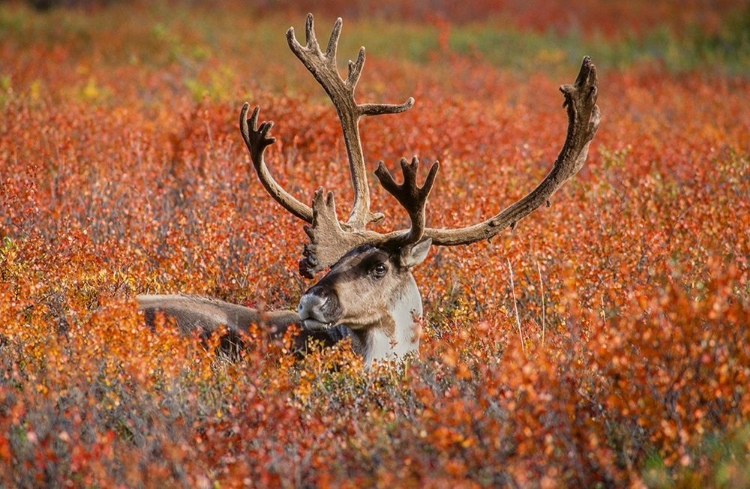 Picture of LARGE MALE CARIBOU IN RED FALL TUNDRA-EYE TO EYE WITH PHOTOGRAPHER-DENALI NATIONAL PARK-ALASKA