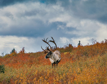 Picture of CARIBOU IN FALL FOLIAGE-DENALI NATIONAL PARK-ALASKA