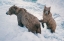 Picture of MOTHER AND CUB-ALASKAN BROWN BEAR IN CREEK AT MCNEIL RIVER STATE GAME RESERVE-ALASKA