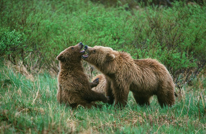 Picture of PLAY BEHAVIOR BETWEEN SOW AND CUB BROWN BEAR-MCNEIL RIVER STATE GAME RESERVE-ALASKA
