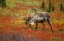 Picture of LARGE MALE CARIBOU WANDERING IN COLORFUL FALL TUNDRA-DENALI NATIONAL PARK-ALASKA