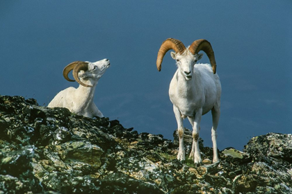 Picture of TWO DALL SHEEP RAMS ON RIDGE-DENALI NATIONAL PARK-ALASKA