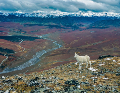 Picture of DALL RAM ON RIDGE-FALL TUNDRA-DENALI NATIONAL PARK-ALASKA