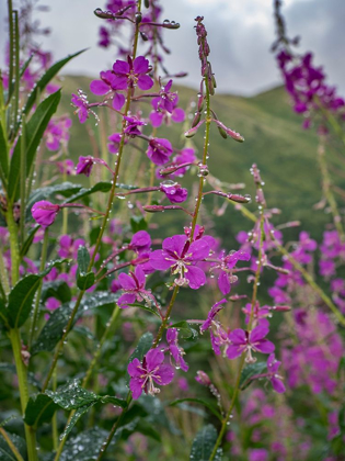 Picture of FIREWEED AND ALASKAN MORNING NEAR EAGLE RIVER-ALASKA