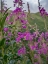Picture of FIREWEED AND ALASKAN MORNING NEAR EAGLE RIVER-ALASKA