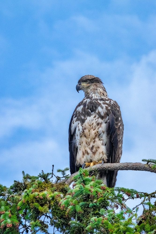 Picture of BALD EAGLE-ALASKA-USA