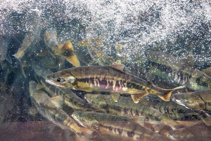 Picture of SALMON RUN-MACAULAY SALMON HATCHERY-DOUGLAS ISLAND-ALASKA-USA