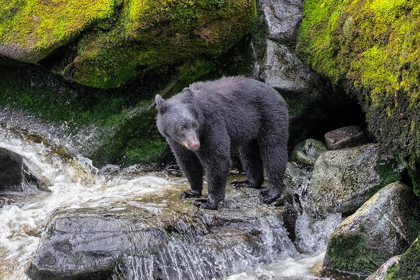 Picture of BLACK BEAR-ANAN CREEK-WRANGELL-ALASKA-USA