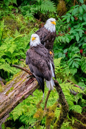 Picture of BALD EAGLE-ANAN CREEK-WRANGELL-ALASKA-USA