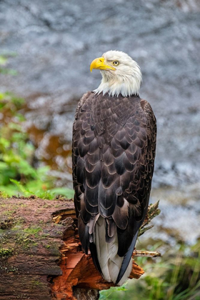 Picture of BALD EAGLE-ANAN CREEK-WRANGELL-ALASKA-USA