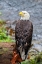Picture of BALD EAGLE-ANAN CREEK-WRANGELL-ALASKA-USA