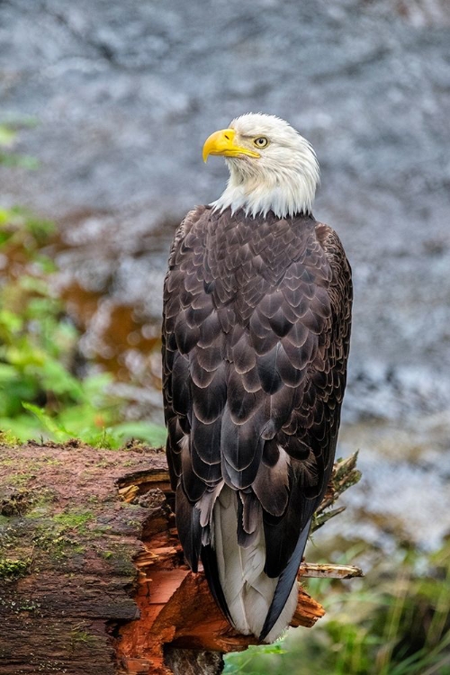 Picture of BALD EAGLE-ANAN CREEK-WRANGELL-ALASKA-USA