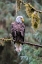 Picture of BALD EAGLE-ANAN CREEK-WRANGELL-ALASKA-USA