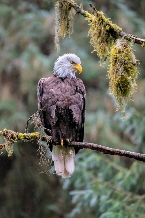 Picture of BALD EAGLE-ANAN CREEK-WRANGELL-ALASKA-USA