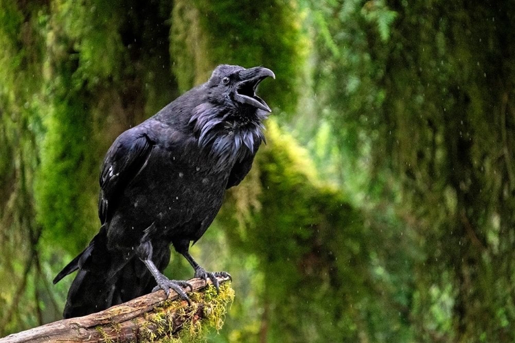 Picture of RAVEN-ANAN CREEK-WRANGELL-ALASKA