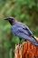 Picture of RAVEN-ANAN CREEK-WRANGELL-ALASKA