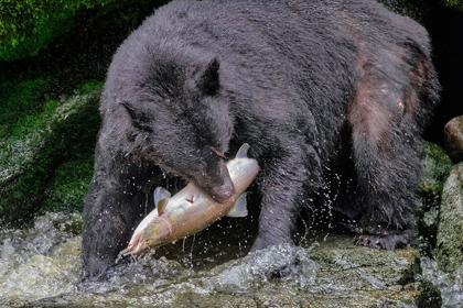 Picture of BLACK BEAR-SALMON RUN-ANAN CREEK-WRANGELL-ALASKA-USA