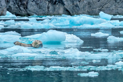 Picture of HARBOR SEAL-LECONTE BAY-ALASKA-USA