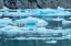 Picture of HARBOR SEAL-LECONTE BAY-ALASKA-USA