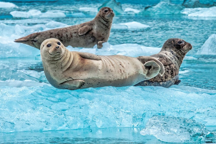 Picture of HARBOR SEAL-LECONTE BAY-ALASKA-USA