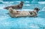 Picture of HARBOR SEAL-LECONTE BAY-ALASKA-USA