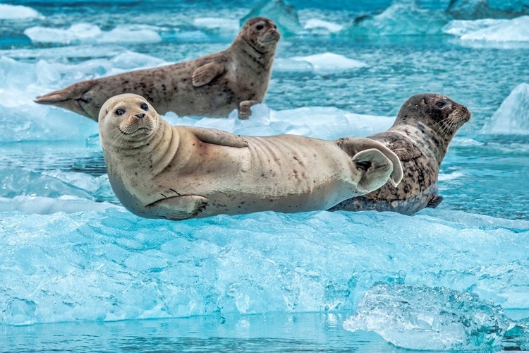 Picture of HARBOR SEAL-LECONTE BAY-ALASKA-USA