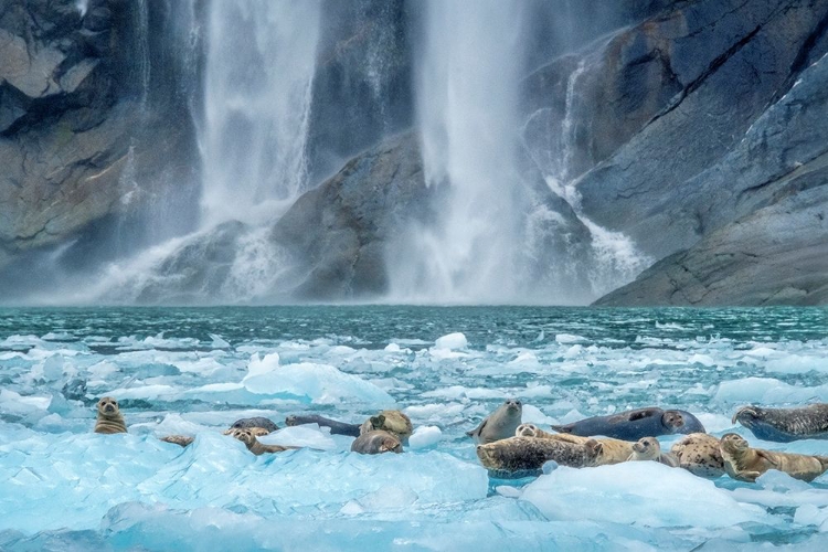 Picture of WATERFALL-HARBOR SEAL-LECONTE BAY-ALASKA