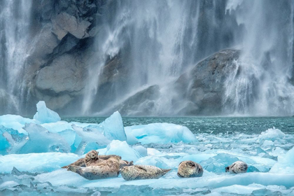 Picture of WATERFALL-HARBOR SEAL-LECONTE BAY-ALASKA