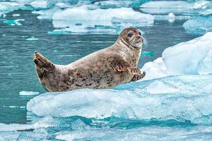 Picture of HARBOR SEAL-LECONTE BAY-ALASKA-USA