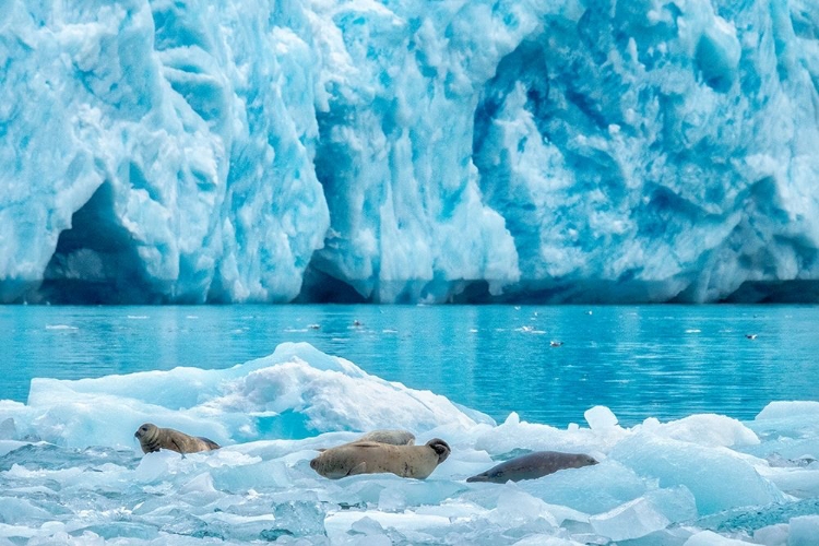 Picture of LECONTE GLACIER-HARBOR SEAL-LECONTE BAY-ALASKA-USA