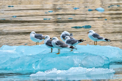 Picture of SEAGULLS ON GLACIAL ICE-LECONTE BAY-ALASKA