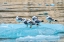 Picture of SEAGULLS ON GLACIAL ICE-LECONTE BAY-ALASKA