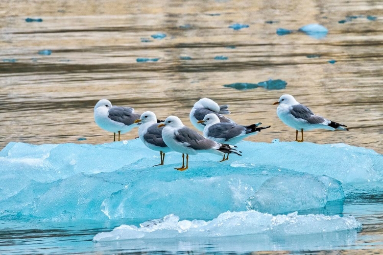 Picture of SEAGULLS ON GLACIAL ICE-LECONTE BAY-ALASKA