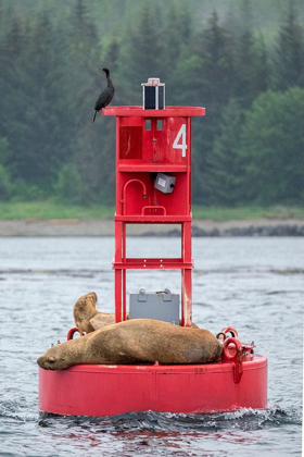 Picture of CORMORANT AND STELLER SEA LION-ERNEST SOUND-WRANGELL-ALASKA