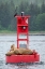 Picture of CORMORANT AND STELLER SEA LION-ERNEST SOUND-WRANGELL-ALASKA