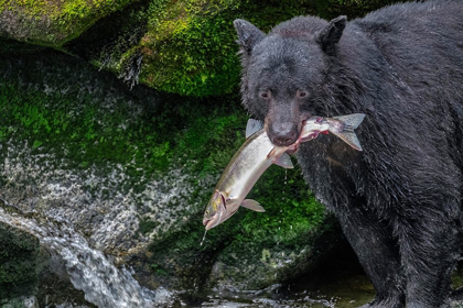 Picture of BLACK BEAR-SALMON RUN-ANAN CREEK WRANGELL-ALASKA-USA