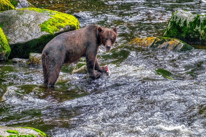 Picture of GRIZZLY BEAR-SALMON RUN-ANAN CREEK-WRANGELL-ALASKA-USA