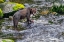 Picture of GRIZZLY BEAR-SALMON RUN-ANAN CREEK-WRANGELL-ALASKA-USA