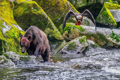 Picture of GRIZZLY BEAR-SALMON RUN-ANAN CREEK-WRANGELL-ALASKA-USA