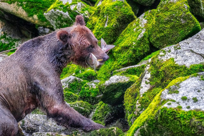 Picture of GRIZZLY BEAR-SALMON RUN-ANAN CREEK-WRANGELL-ALASKA-USA