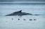 Picture of HUMPBACK WHALE-ERNEST SOUND-WRANGELL-ALASKA-USA