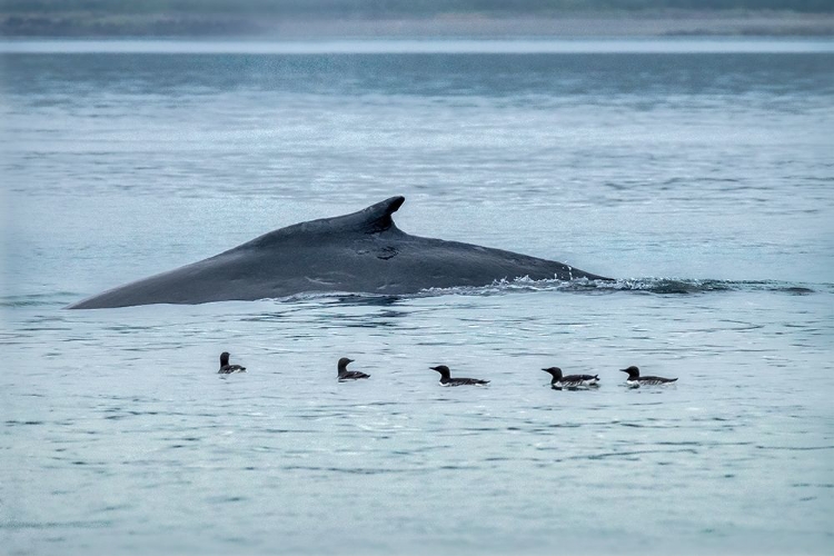 Picture of HUMPBACK WHALE-ERNEST SOUND-WRANGELL-ALASKA-USA