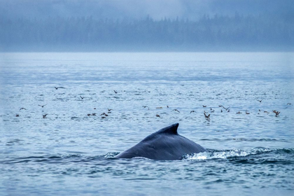 Picture of HUMPBACK WHALE-ERNEST SOUND-WRANGELL-ALASKA-USA