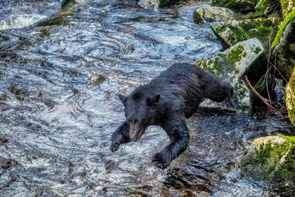 Picture of BLACK BEAR-SALMON RUN-ANAN CREEK WRANGELL-ALASKA-USA