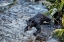 Picture of BLACK BEAR-SALMON RUN-ANAN CREEK WRANGELL-ALASKA-USA