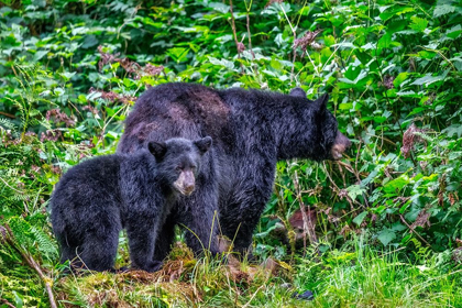 Picture of BLACK BEAR ADULT AND CUB-ANAN CREEK-WRANGELL-ALASKA-USA